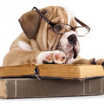 76 chien qui lit 016688600 1715 23012014